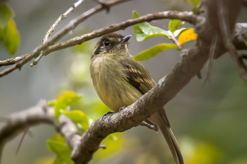 Cabeçudo (Leptopogon amaurocephalus) | Sepia-capped Flycatcher fotografado em Conceição da Barra, Espírito Santo -  Sudeste do Brasil. Bioma Mata Atlântica.
