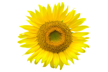 Fototapeta premium Sunflower isolated on white background with clipping path by Macro lens .