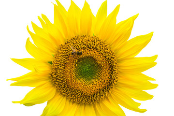  Sunflower isolated on white background with clipping path by Macro lens .