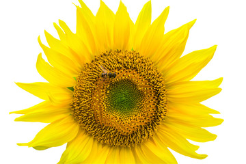 Fototapeta premium Sunflower isolated on white background with clipping path by Macro lens .