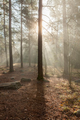 Foggy morning sun light forest