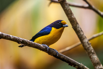 Gaturamo-verdadeiro (Euphonia violacea) | Violaceous Euphonia fotografado em Conceição da Barra, Espírito Santo -  Sudeste do Brasil. Bioma Mata Atlântica.