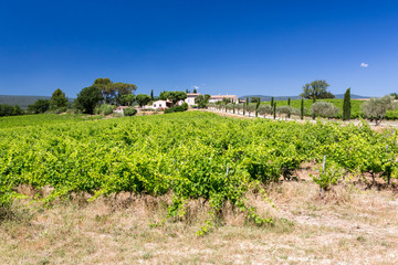 Fototapeta na wymiar Charming vineyard with farmhouse in countryside in Provence, France