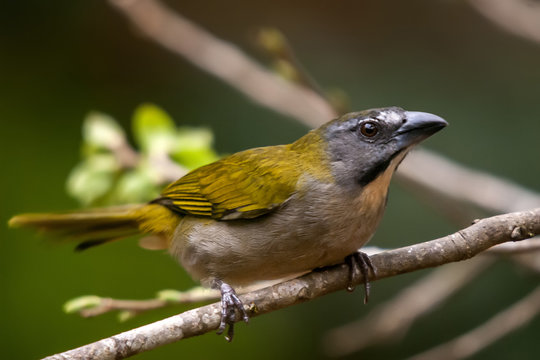 Tempera-viola (Saltator maximus) | Buff-throated Saltator fotografado em Concei&ccedil;&atilde;o da Barra, Esp&iacute;rito Santo -  Sudeste do Brasil. Bioma Mata Atl&acirc;ntica.