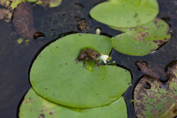 Frog on Lily Pad