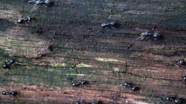 Ants on Way - (4K)