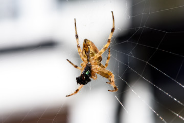European garden spider eating a fly