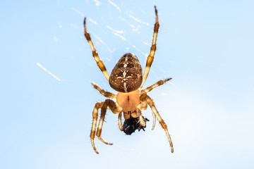 European garden spider eating a fly