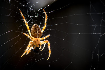 European garden spider