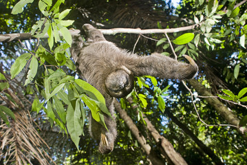 Preguiça-comum (Bradypus variegatus) | Brown-throated sloth fotografado em Conceição da Barra, Espírito Santo -  Sudeste do Brasil. Bioma Mata Atlântica.