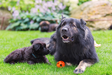 adult Old German Shepherd lies with a puppy on the lawn