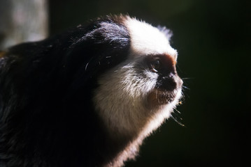 Sagui-de-cara-branca (Callithrix geoffroyi) | White-headed marmoset fotografado em Conceição da Barra, Espírito Santo -  Sudeste do Brasil. Bioma Mata Atlântica.