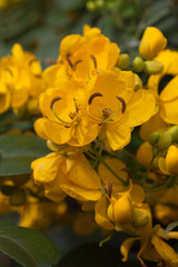 Obraz premium Cassia Blooms