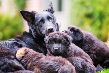 Old German Shepherd mother with her puppies