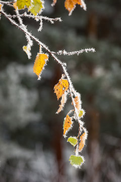 hoar frost crystals on autumn leaves