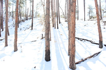 Fototapeta premium Snowy shadows