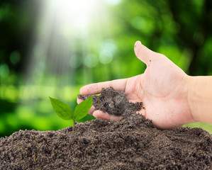 Hand of farmer growing and nurturing tree growing on fertile soil with nature background /...