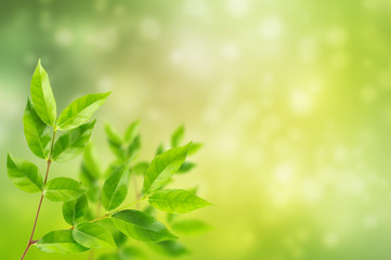 fresh and green leaves abstract bokeh background