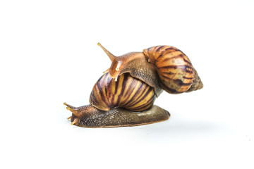 snails on white background  ,Can convey the love of young people or competition