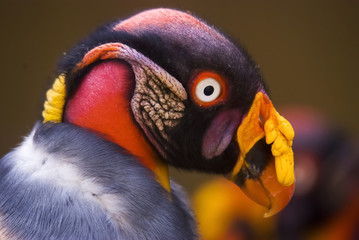 Urubu-rei (Sarcoramphus papa) | King Vulture fotografado em Conceição da Barra, Espírito Santo -  Sudeste do Brasil. Bioma Mata Atlântica.