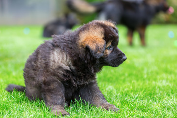 Old German Shepherd puppy sits on the lawn