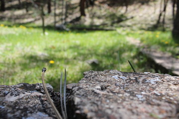 Pine needles on a stone wall
