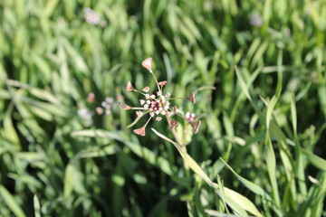 Heart-leafed flowers