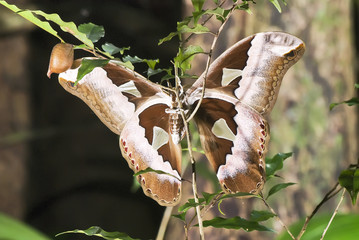 Mariposa-espelho (Rothschildia sp.) | Orizaba silkmoth fotografado em Conceição da Barra, Espírito Santo -  Sudeste do Brasil. Bioma Mata Atlântica.