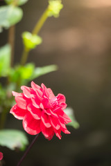 The background image of the colorful flowers