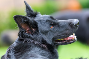 portrait of an Old German Shepherd dog