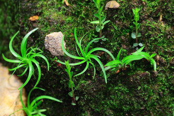 Fimbristylis insignis Thwaites,the grass like rowel