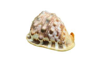 Horned Helmet Shell or Cassis cornuta