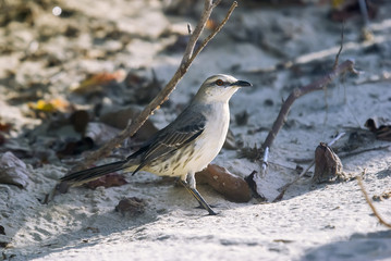Sabiá-da-praia (Mimus gilvus) | Tropical Mockingbird fotografado em Conceição da Barra, Espírito Santo -  Sudeste do Brasil. Bioma Mata Atlântica.