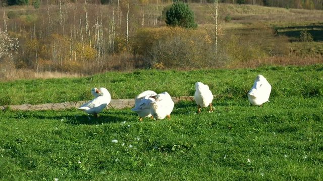 Domestic geese preen their feathers on the lawn in village