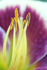 Fototapeta premium Purple Lily flower