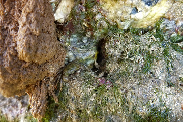 Caranguejo (Crustáceo) | Crabs fotografado em Conceição da Barra, Espírito Santo -  Sudeste do Brasil. Bioma Mata Atlântica.