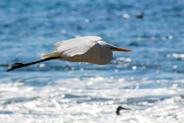 Great Egret flying over the ocean
