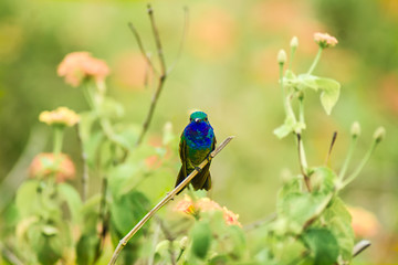 el descanso del colibrí