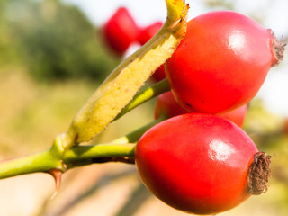 close up rose hips red ripe rosa canina