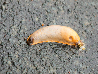 a big fat wet slipper slug on the ground pavement floor Gastropoda