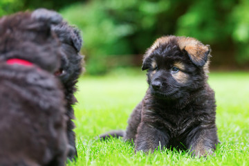 old German Shepherd puppies play on the lawn