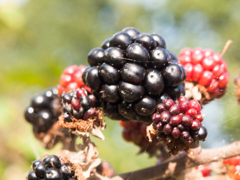 big fresh ripe blackberries close up on leaf Rubus fruticosus