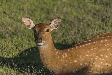 Female Vietnam deer in evening sun
