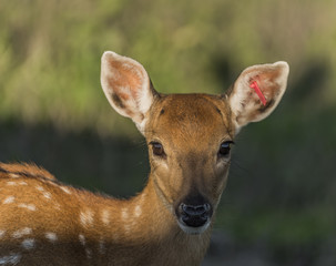 Female Vietnam deer in evening sun