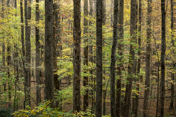 Dreamy Forest, Great Smoky Mountains, Fall