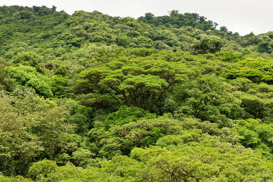 Fototapeta Lush rainforest canopy Monteverde Costa Rica