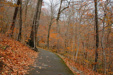 trail with fallen leaves in the autumn woods