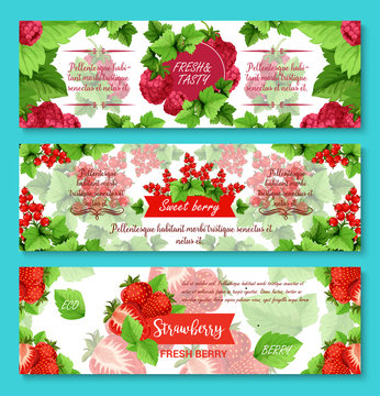 Vector banners for fresh berries and fruits