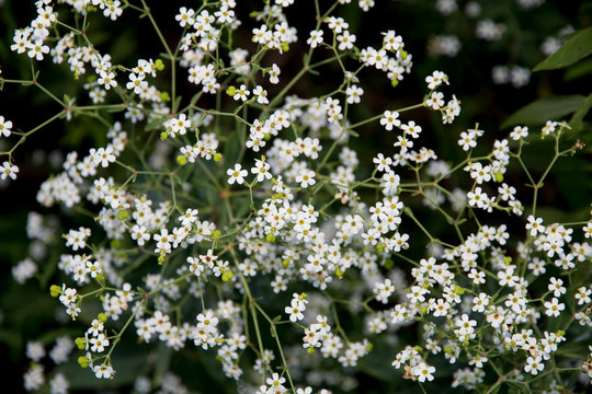 Nature's glory