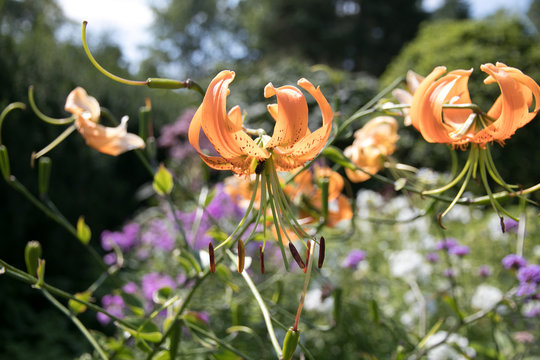 Nature's glory